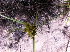 Cyperus polystachyos polystachyos