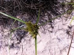 Cyperus polystachyos polystachyos