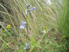 Lobelia gruina