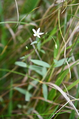 Stellaria hebecalyx