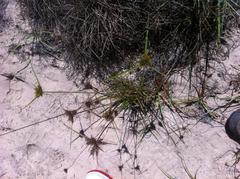 Cyperus polystachyos polystachyos