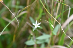 Stellaria hebecalyx