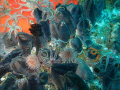 Pentacta doliolum