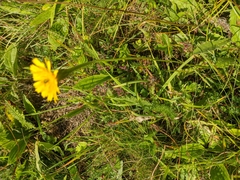 Leontodon biscutellifolius