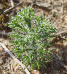 Eriospermum paradoxum