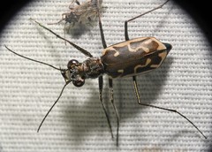 Ellipsoptera sperata