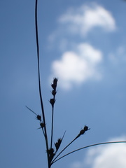 Juncus greenei