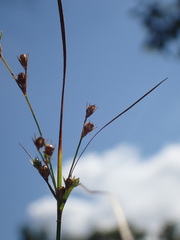 Juncus greenei