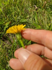Leontodon biscutellifolius