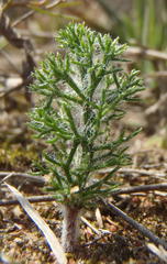 Eriospermum paradoxum