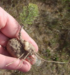 Eriospermum paradoxum