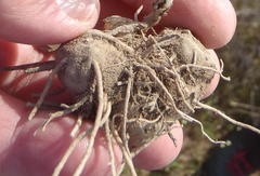 Eriospermum paradoxum