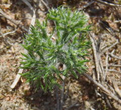 Eriospermum paradoxum