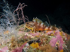 Helicolenus percoides