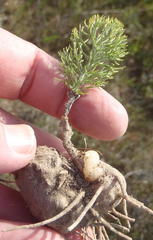 Eriospermum paradoxum