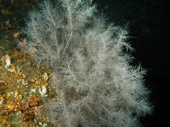 Antipathella fiordensis