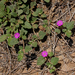 Allionia incarnata - Photo (c) gkonings,  זכויות יוצרים חלקיות (CC BY-NC)