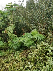Melianthus