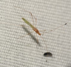 Metacanthus multispinus