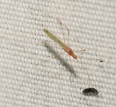 Metacanthus multispinus