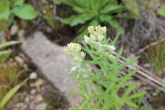 Pseudognaphalium macounii