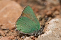 Callophrys affinis homoperplexa