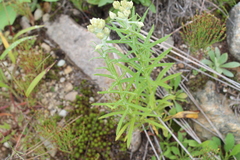 Pseudognaphalium macounii