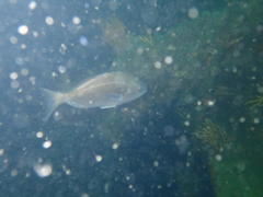 Pachymetopon blochii