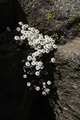 Castroviejoa frigida