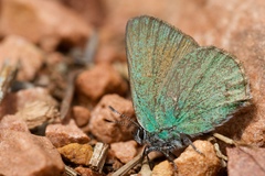 Callophrys affinis homoperplexa