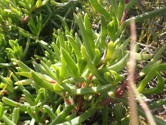 Carpobrotus deliciosus