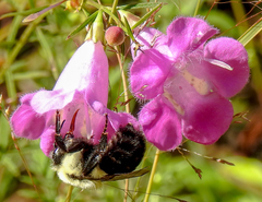 Agalinis decemloba