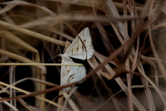 Chiasmia subcurvaria