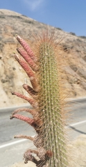 Cleistocactus buchtienii