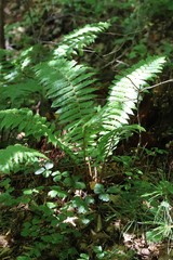 Dryopteris crassirhizoma