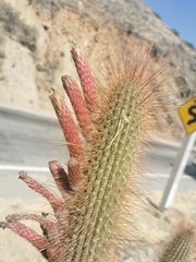 Cleistocactus buchtienii