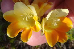 Freesia fergusoniae