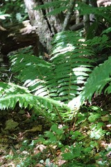 Dryopteris crassirhizoma