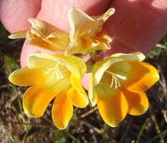Freesia fergusoniae