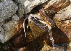 Archaeolacerta bedriagae