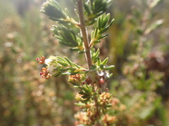Erica glumiflora