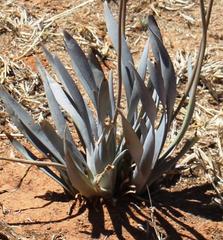 Bulbine narcissifolia