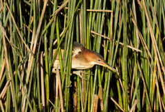 Ixobrychus dubius
