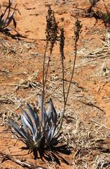 Bulbine narcissifolia