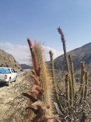 Cleistocactus buchtienii