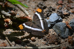 Adelpha fessonia