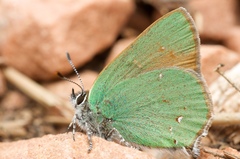 Callophrys affinis homoperplexa