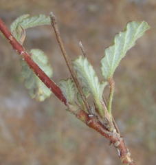 Hermannia althaeoides