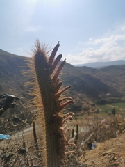 Cleistocactus buchtienii