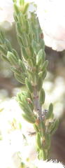 Erica fimbriata